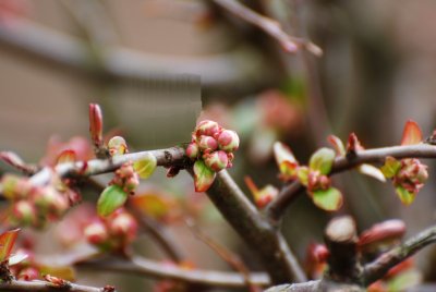 Chaenomeles japonica - kdoulovec japonský - pupeny